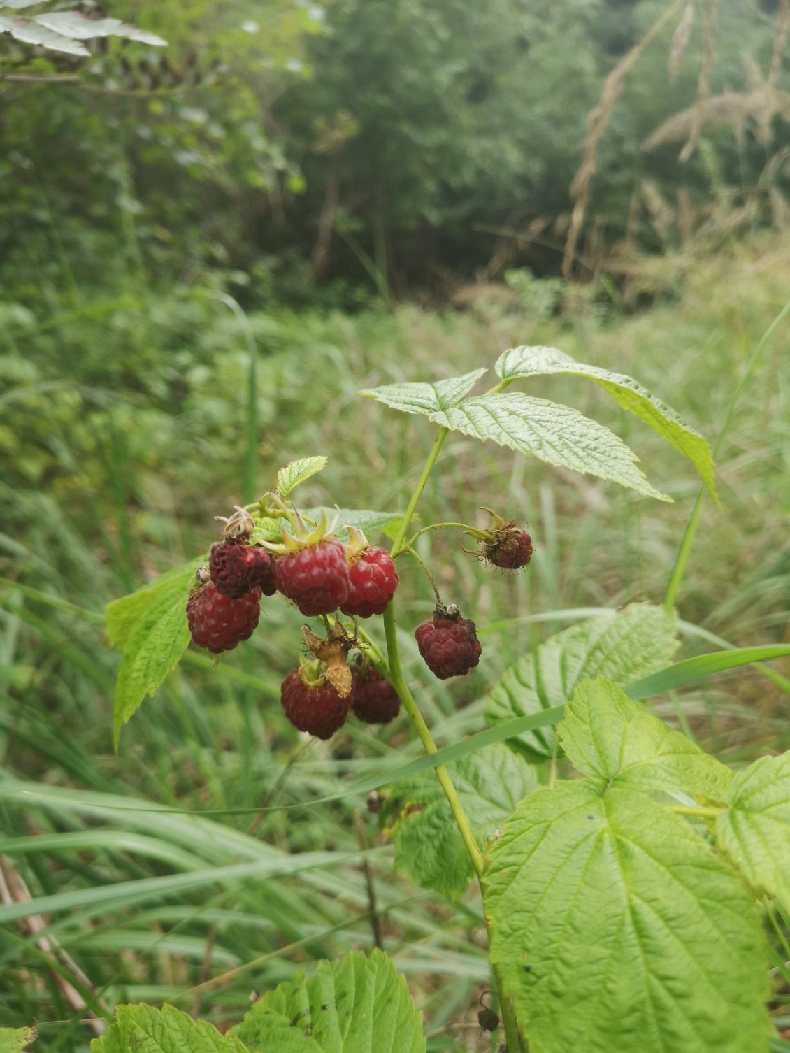 Enooooormes framboises sauvages