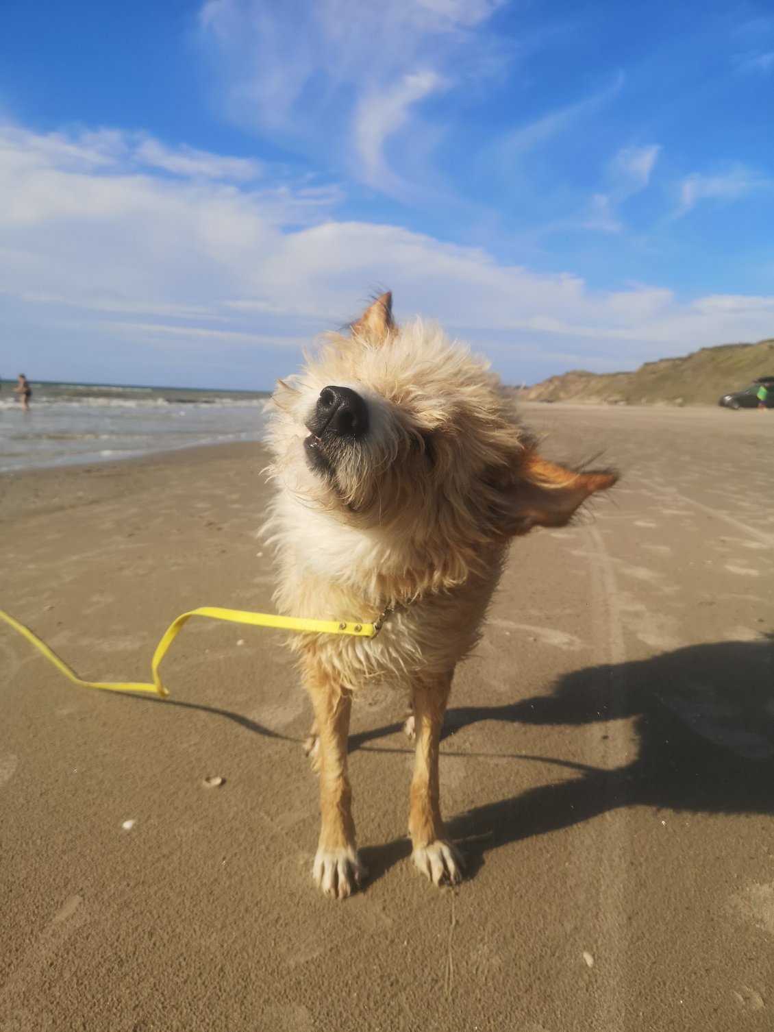 Brushing version chien