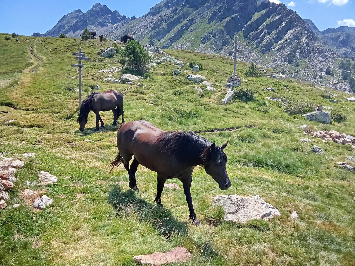 Chevaux mérens