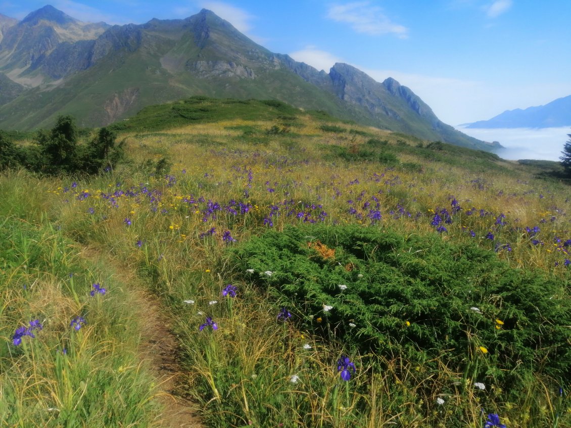 Plateau de Saugé fleuri