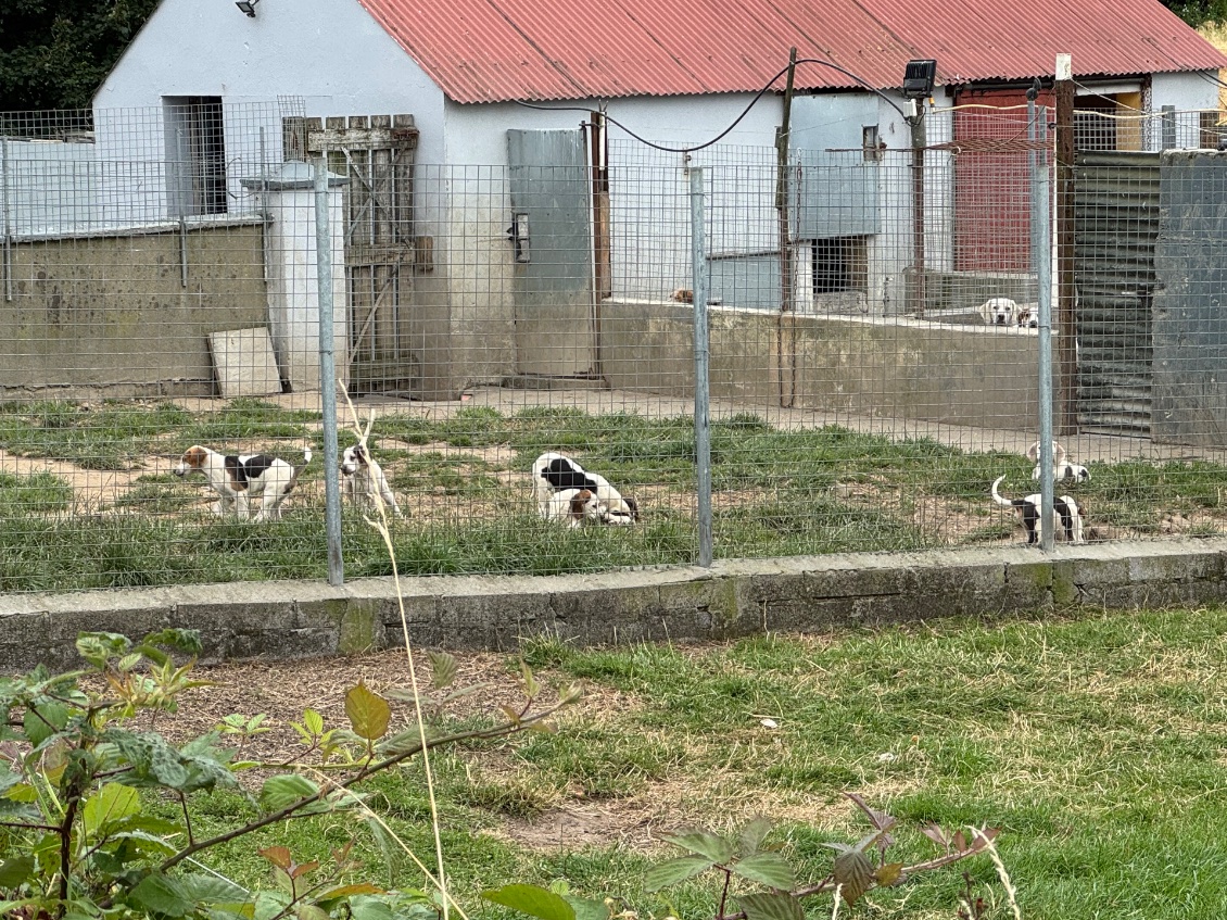 Un élevage de snoopy