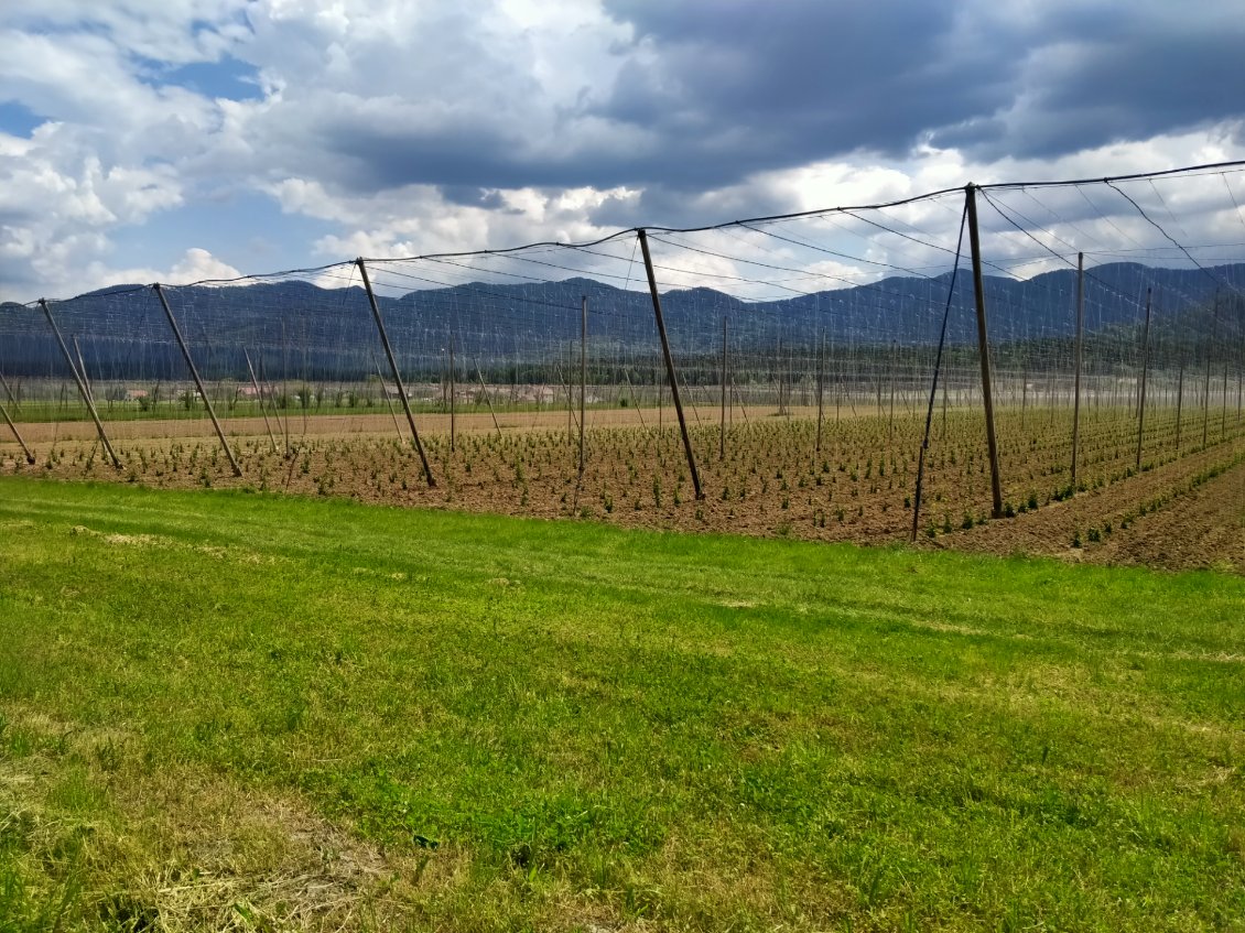 Culture de Houblon