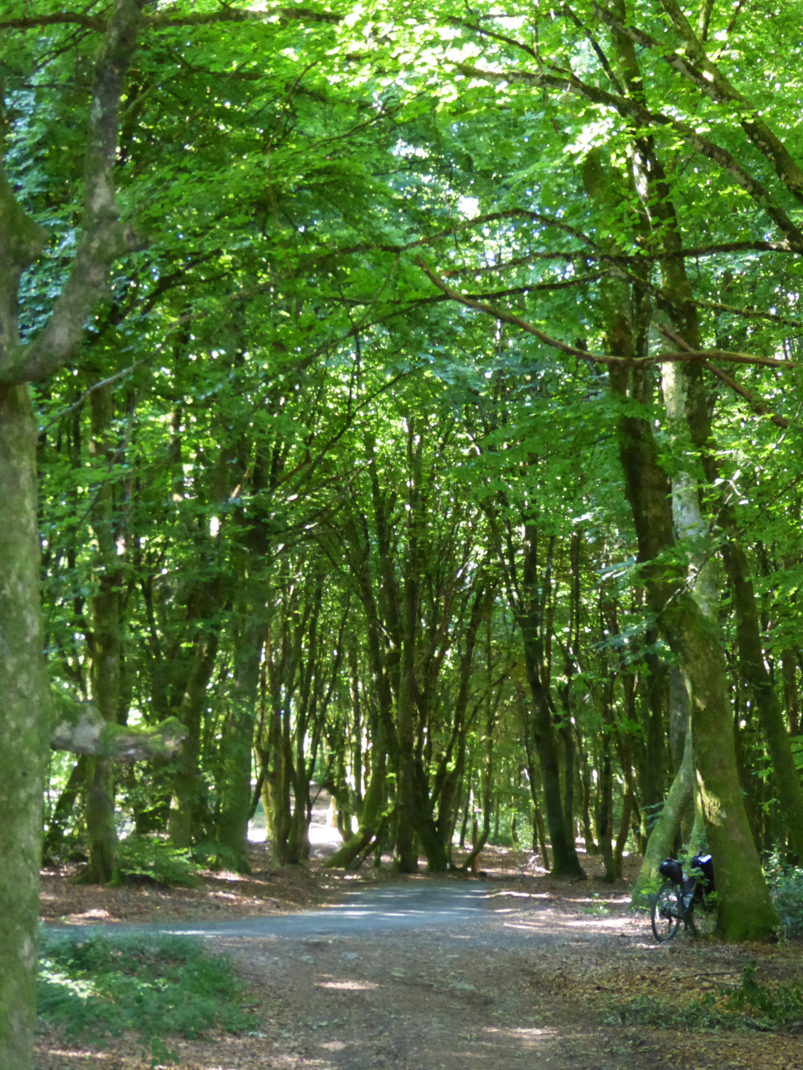Forêt du mont Beuvray