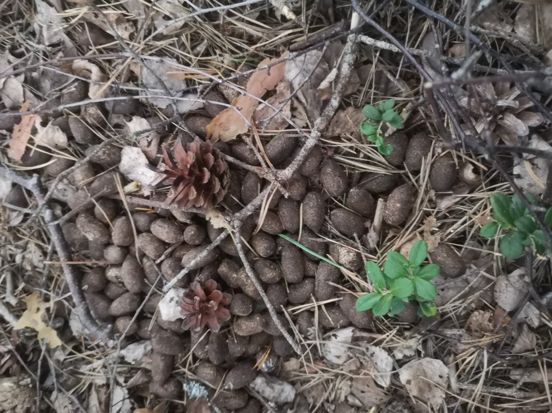 Même sur les îles on trouve des 💩 d'élan