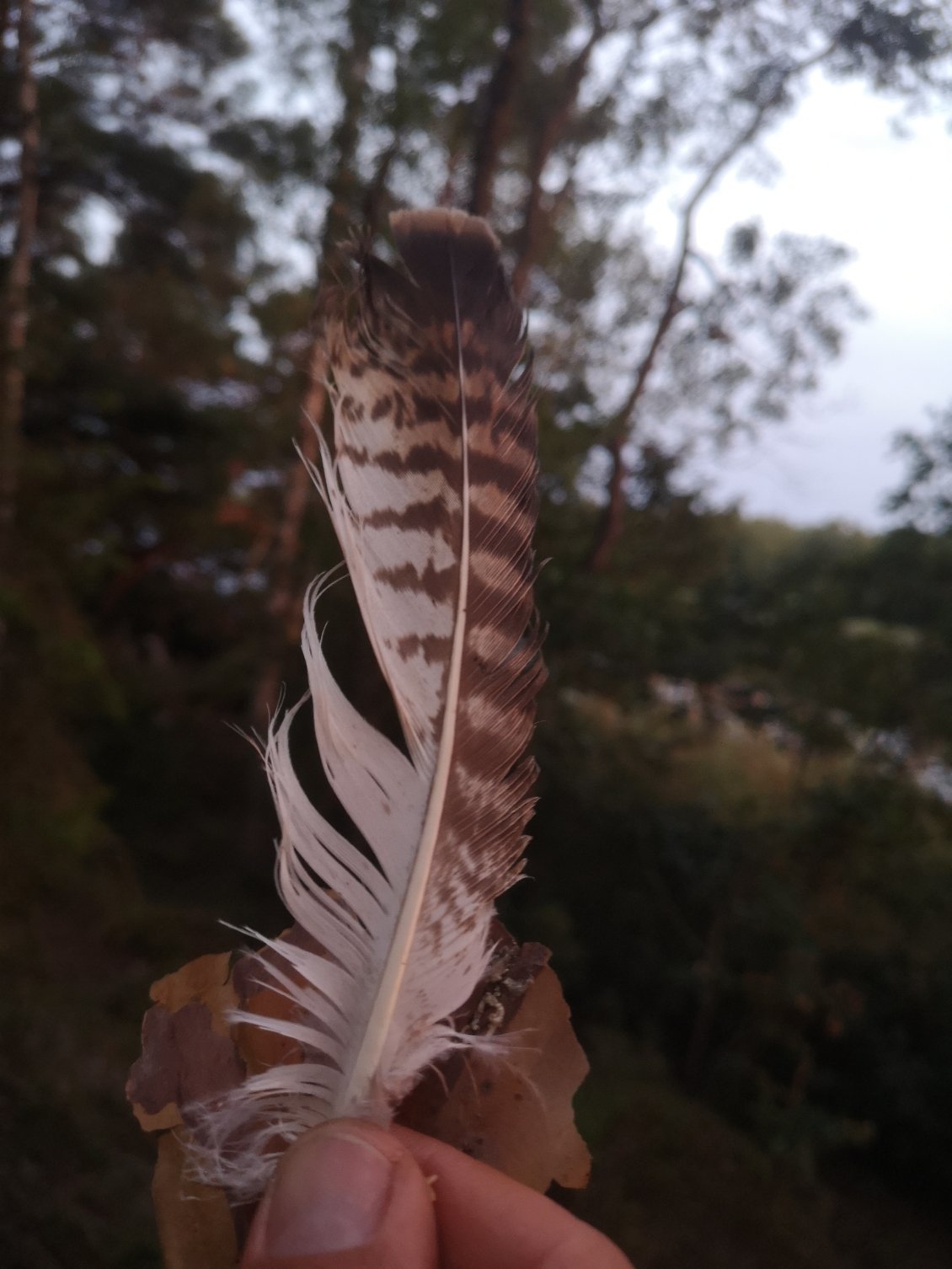 Cadeau tombe du ciel, une plume de balbuzzard pêcheur