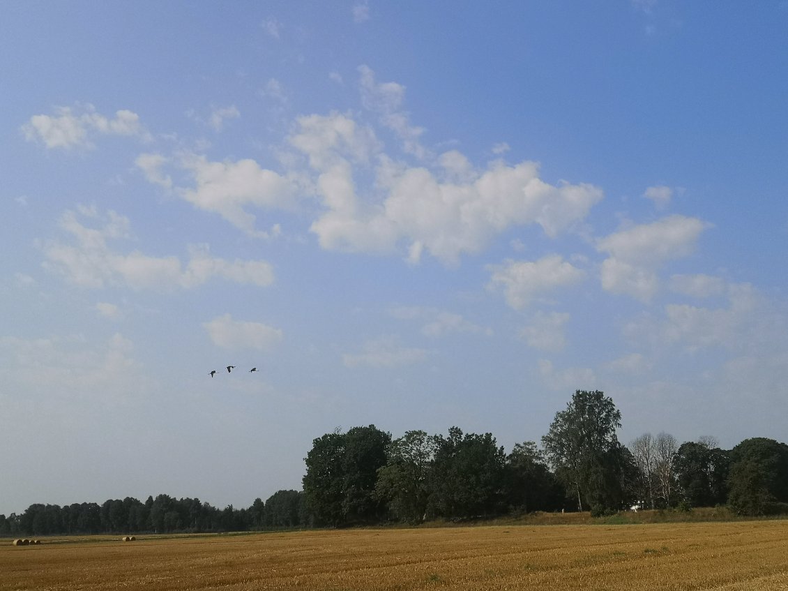 Plethore d'oiseaux dans ces contrées