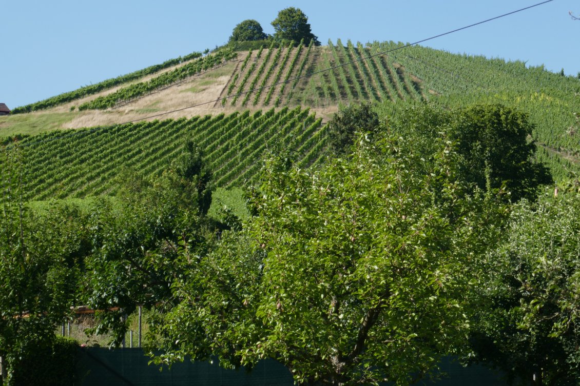 Nous sommes au milieu des collines avec arbres fruitiers en bas et vignes au-dessus.