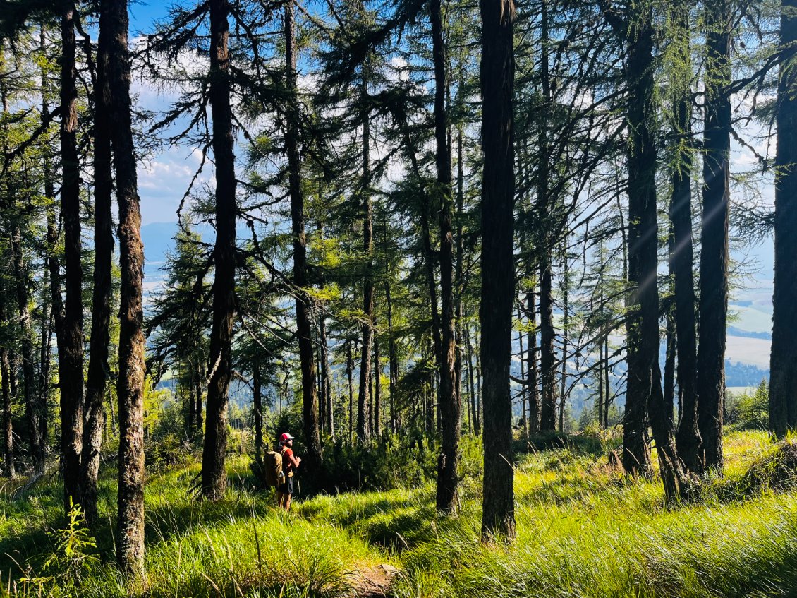 Seules nos clochettes résonnent dans cette immense forêt.