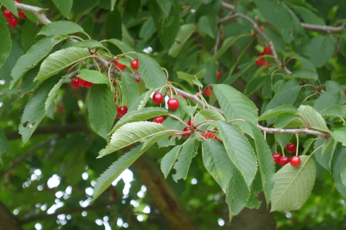 En Allemagne et en Tchéquie, nous avons fait une cure de ces délicieux petits fruits qui ont l'air de n'intéresser personnes, à part nous.
