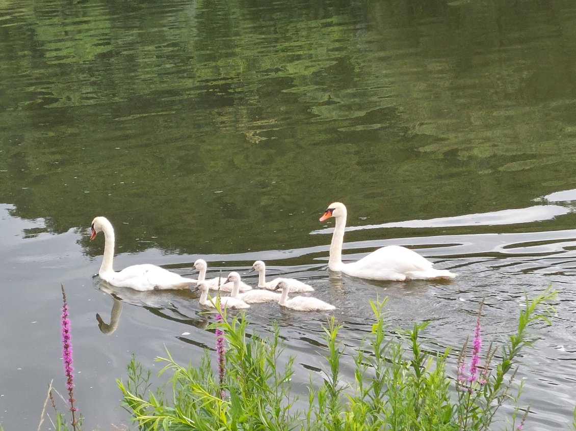 Il y a de l'animation sur le Neckar.