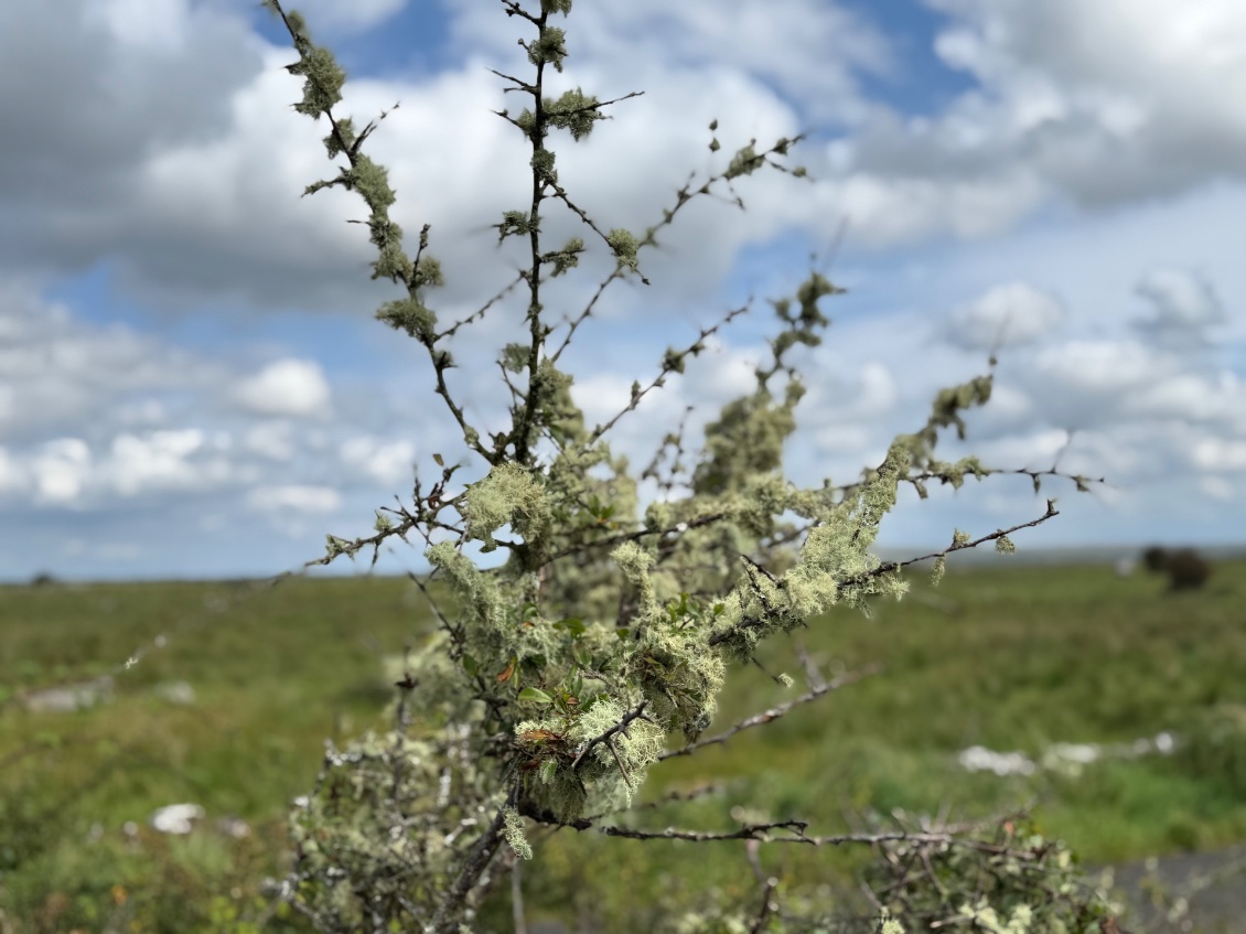 Est-ce bien du lichen ?