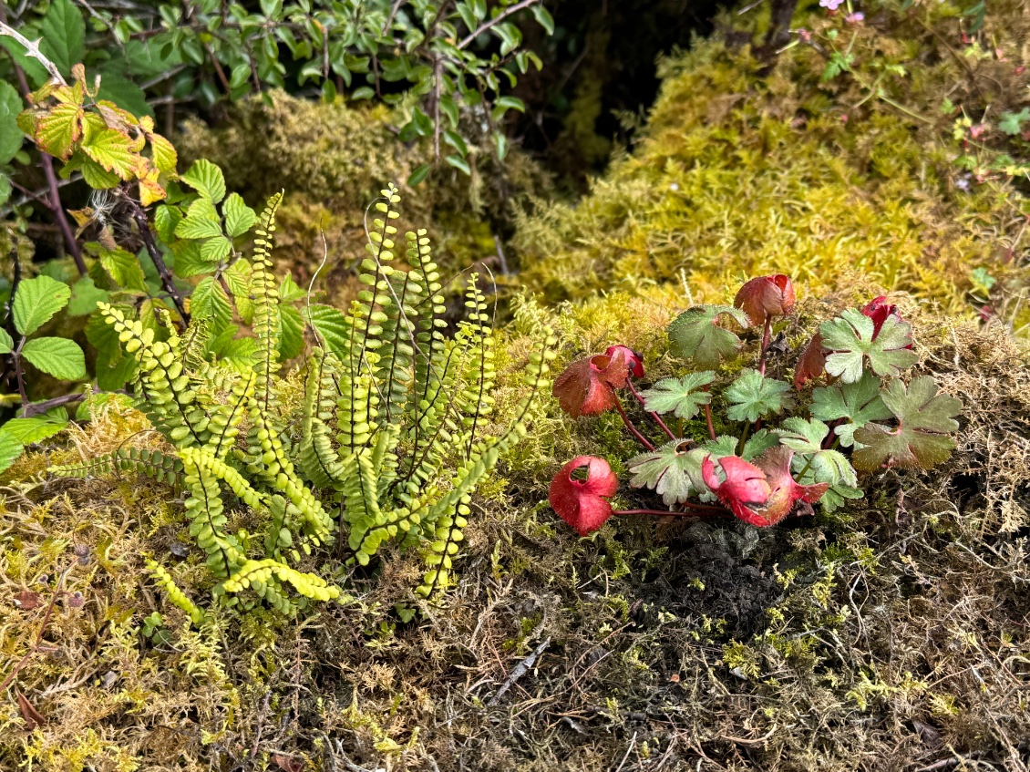 Un peu de botanique pour changer de la géologie petite fougères sur un muret