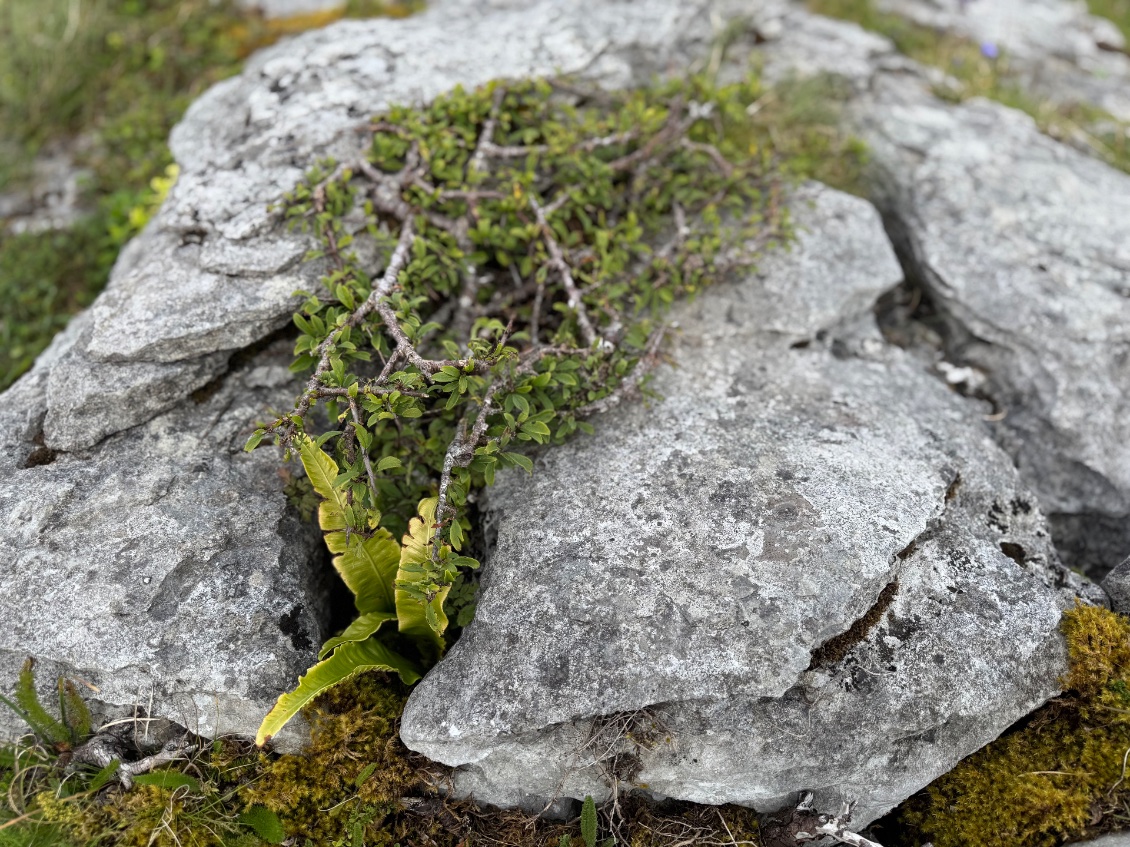 Entre les infractuositées des buissons bonsaïs naturels