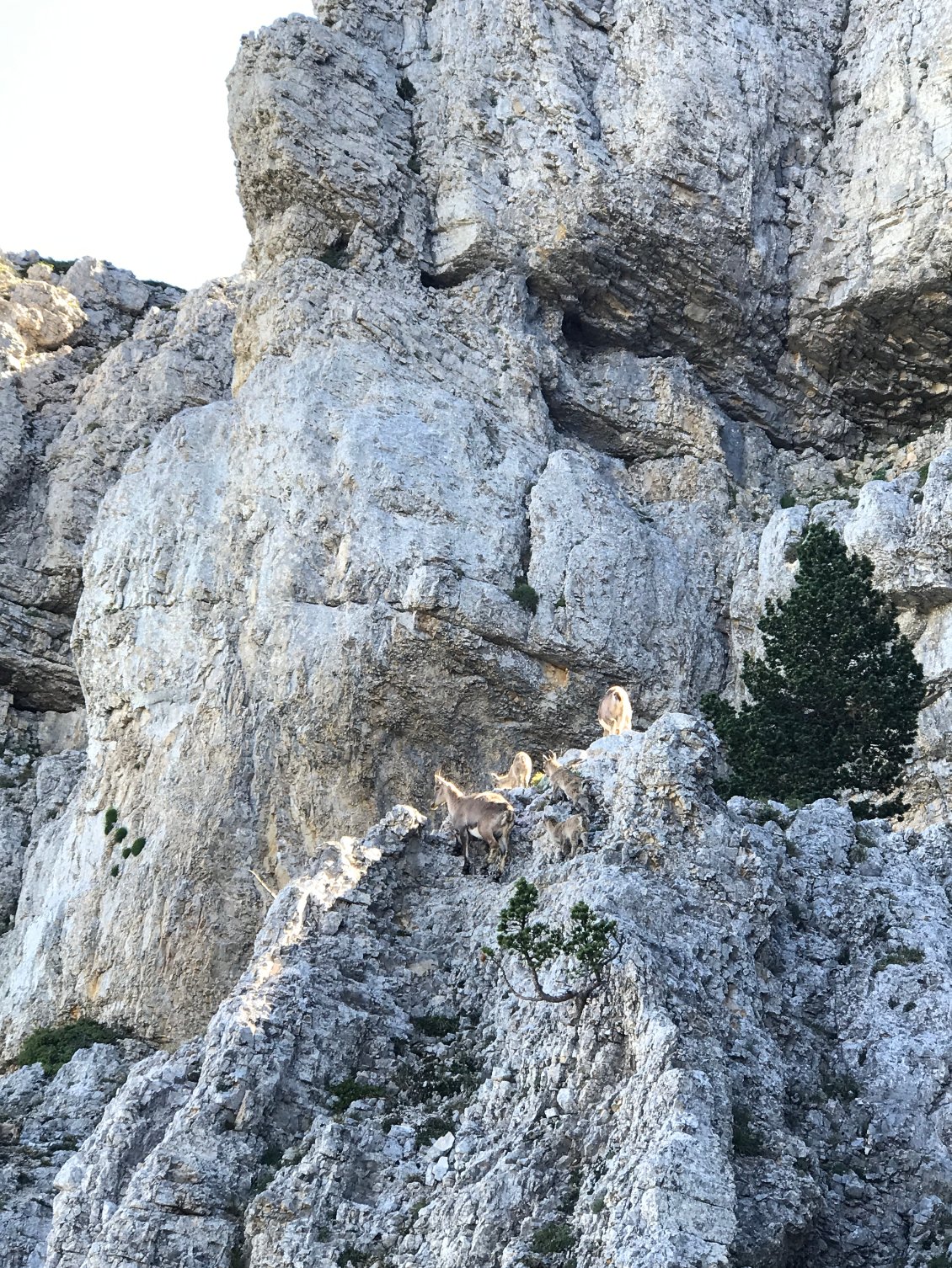 Nous attendrons patiemment que les chamois bougent avant de descendre dans le couloir