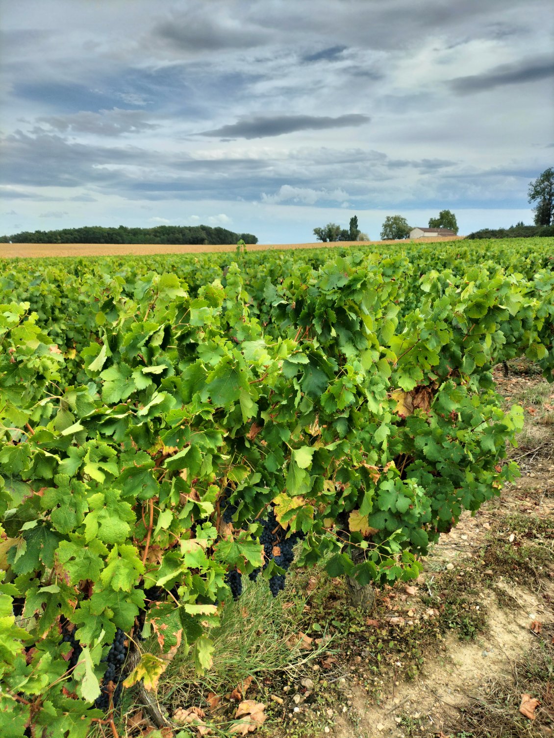 c'est bientôt l'heure des vendanges