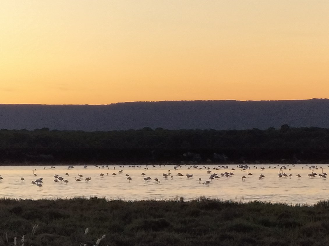 Flamands roses