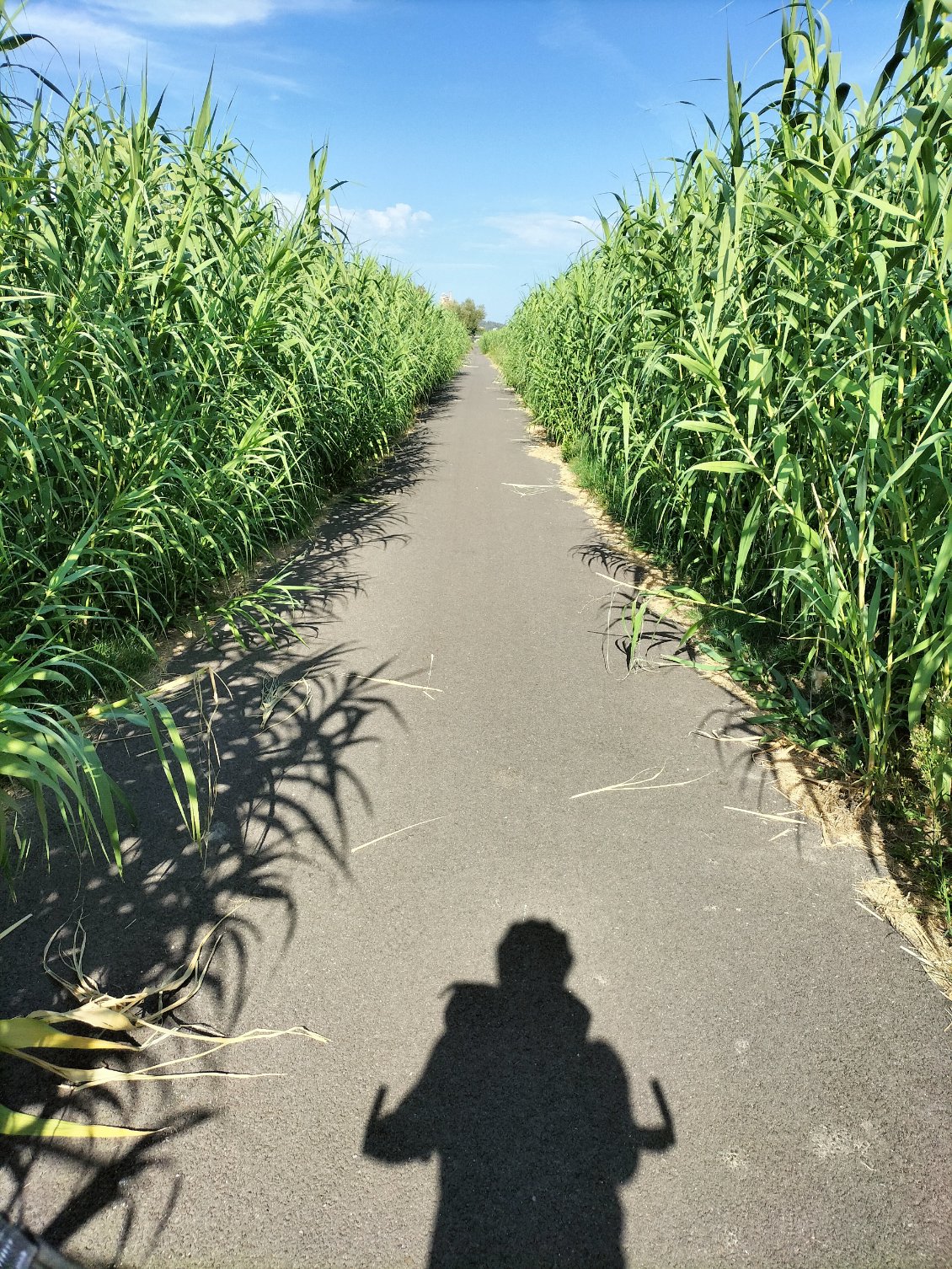 Piste cyclable envahie !