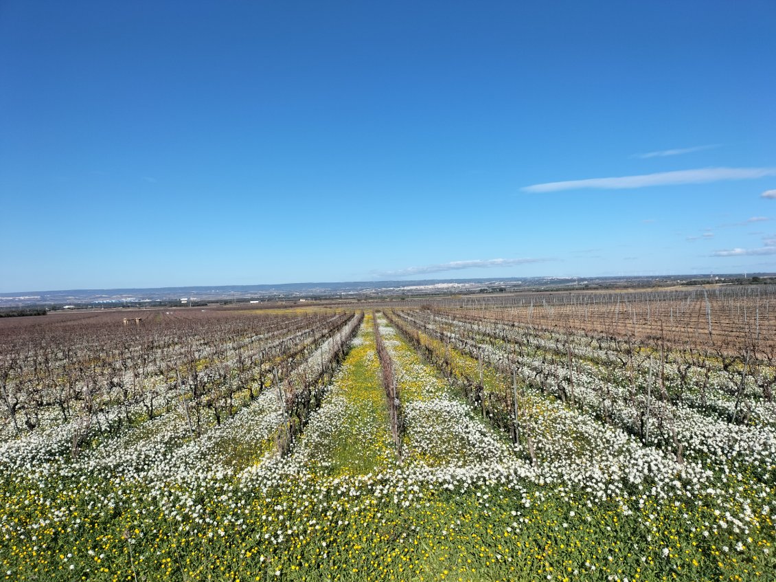 C'est déjà le printemps ici alors que nous ne sommes que mi-janvier !