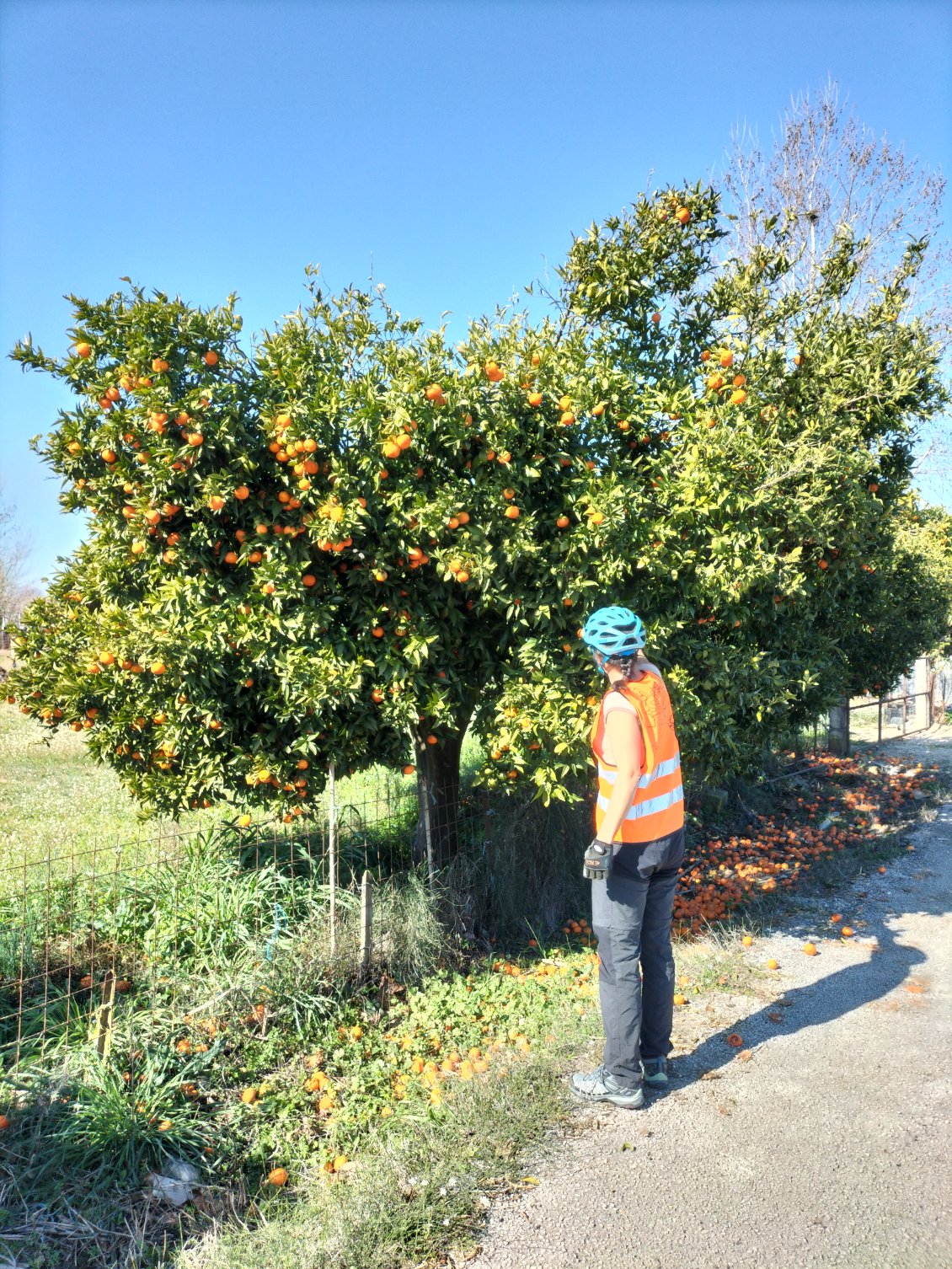 Pas sûr que quelqu'un cueille les fruits de cet arbre habituellement
