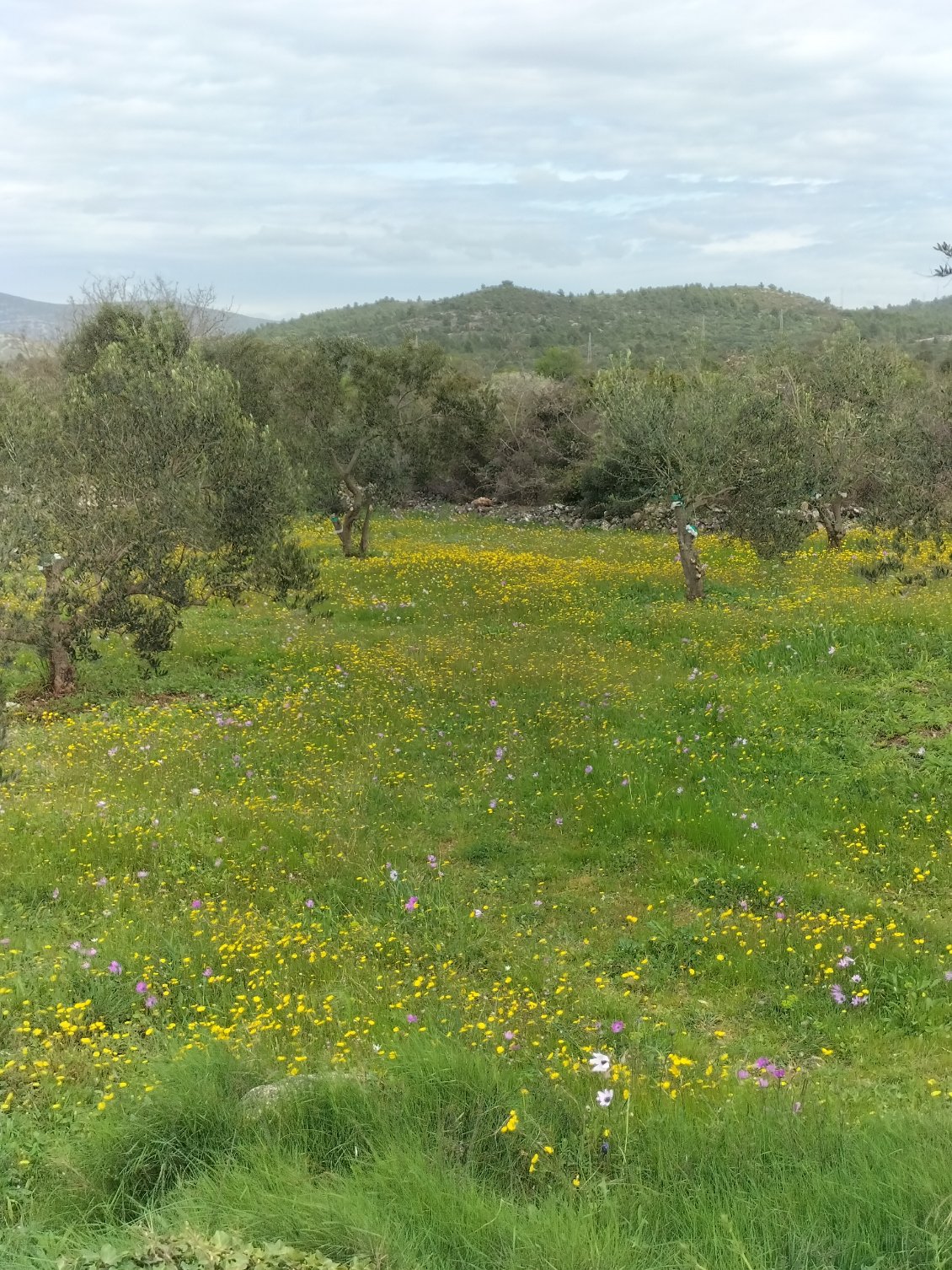C'est le printemps