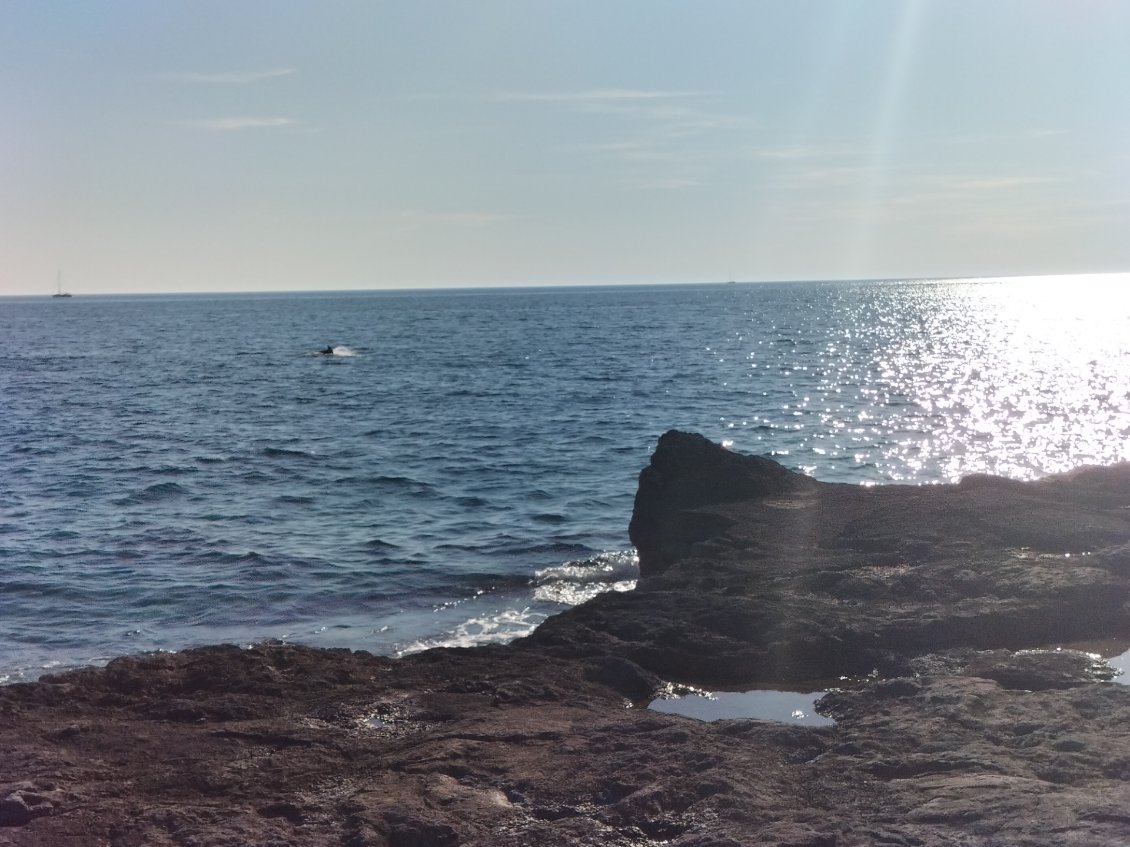 oui oui, un dauphin !