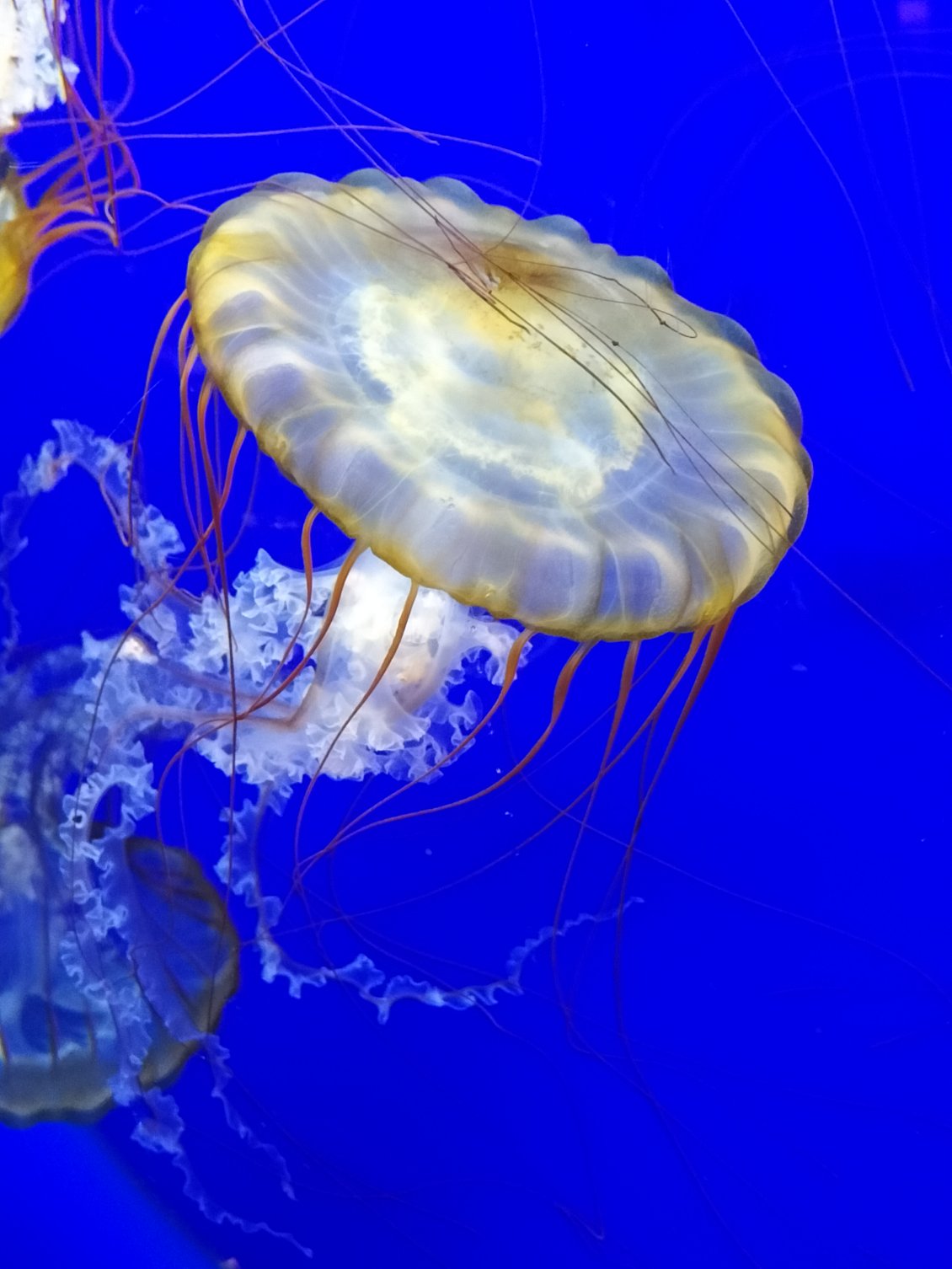Aquarium de Pula