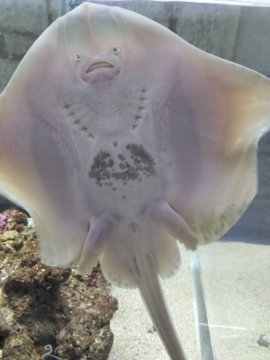 Les enfants sont ravis de découvrir la faune aquatique