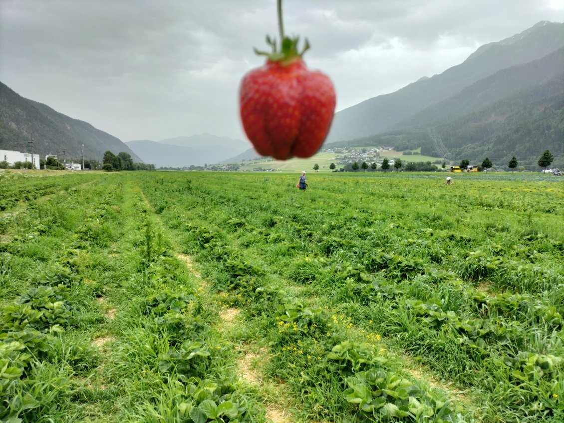 Fraise au champ