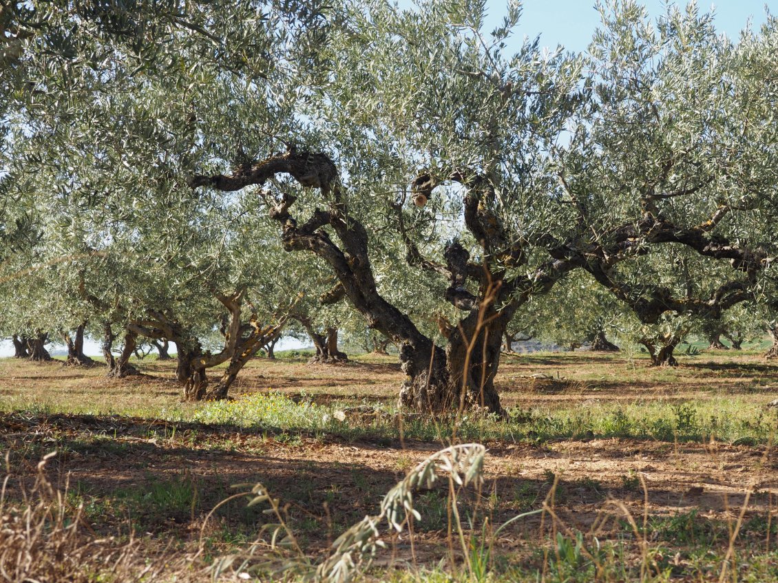 Nuit sous les oliviers, bivouac au calme.