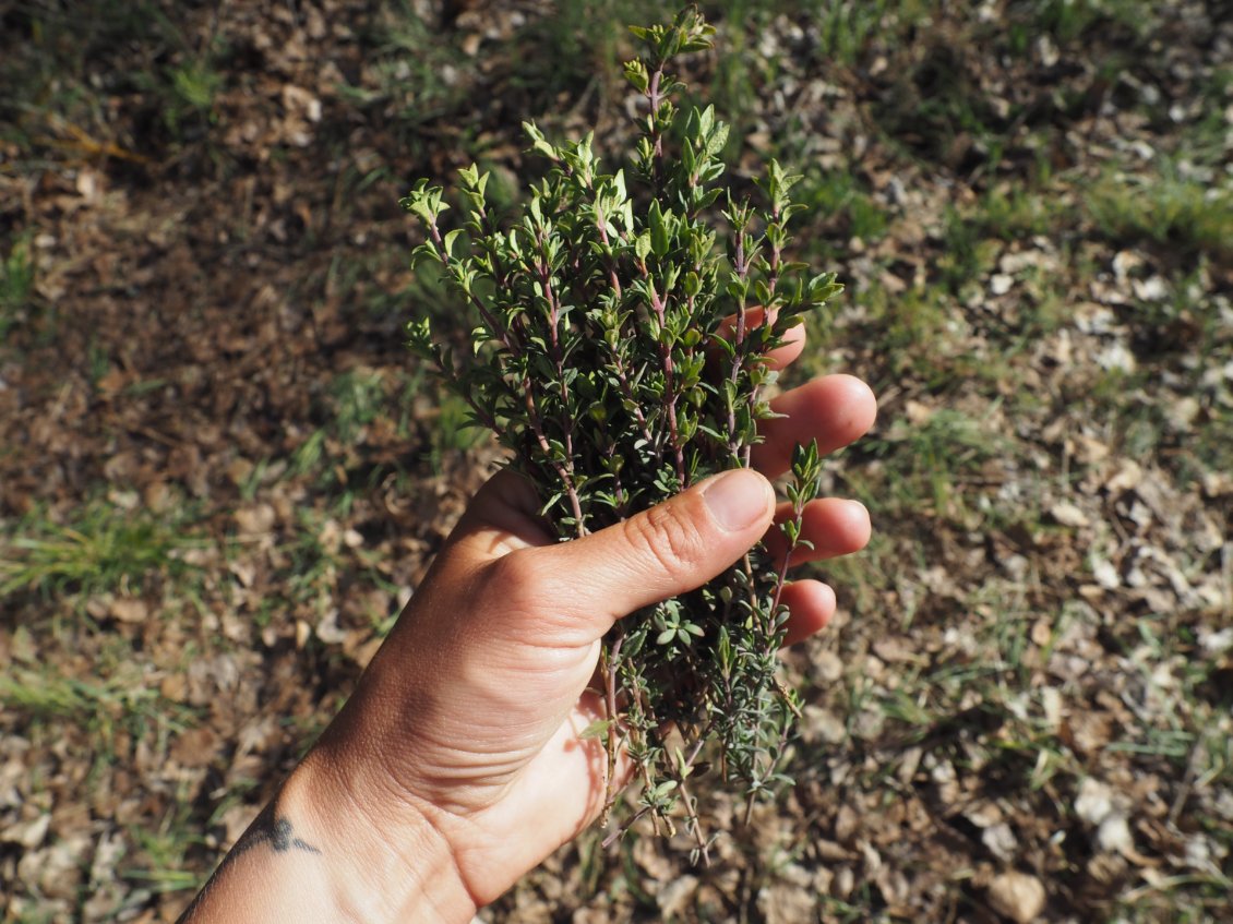 Les petites trouvailles d’Ada : marjolaine fraîche.
