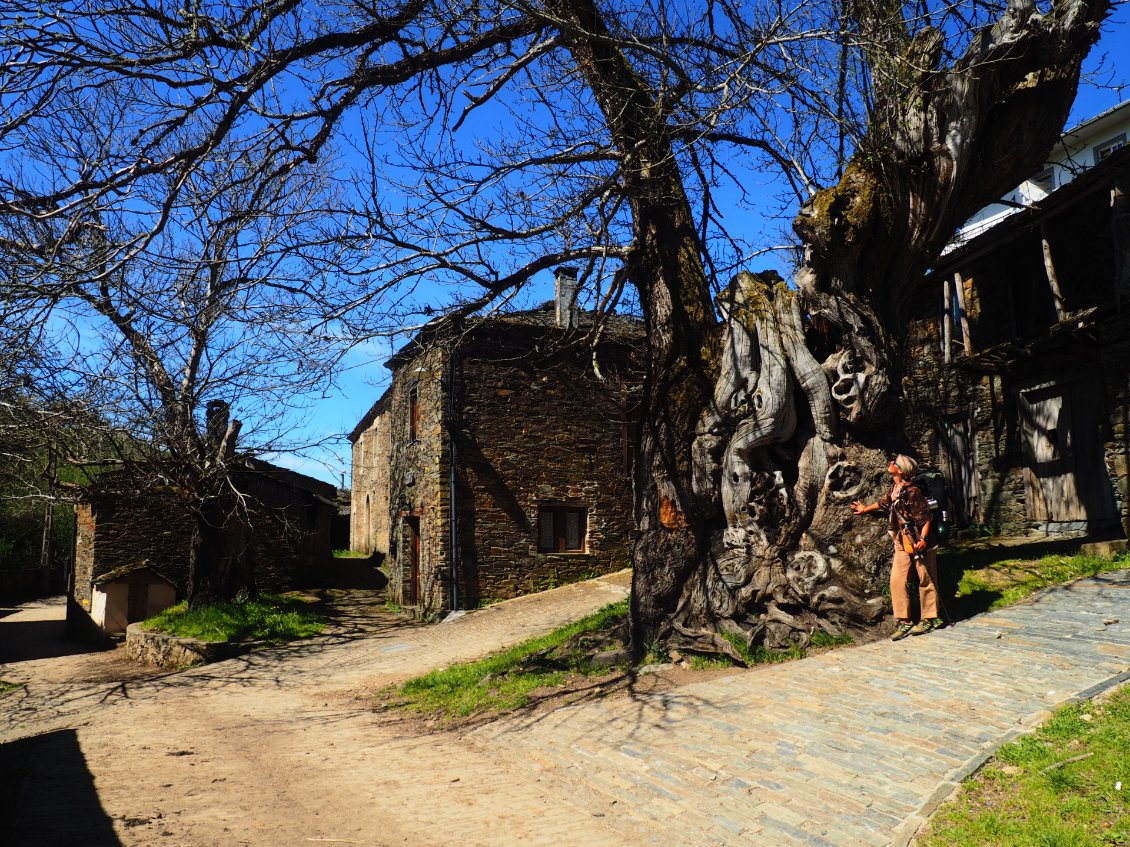 Ramil et son châtaignier centenaire.