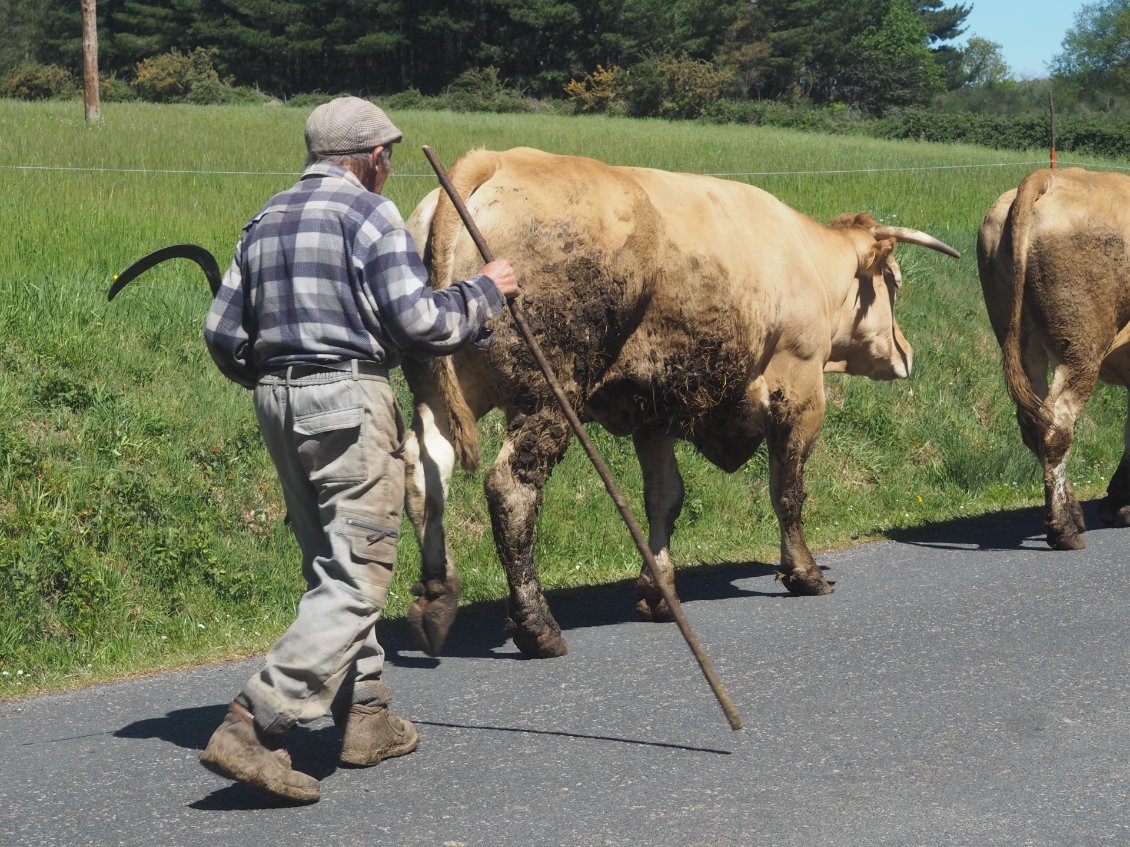 Petit papi et ses vaches : scène simple et belle de la vie rurale.