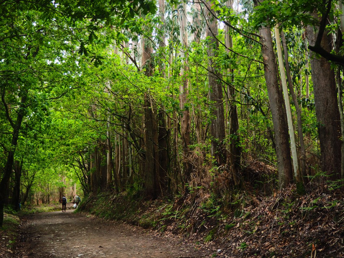 Les forêts galiciennes, dignes d’un royaume d’elfes.