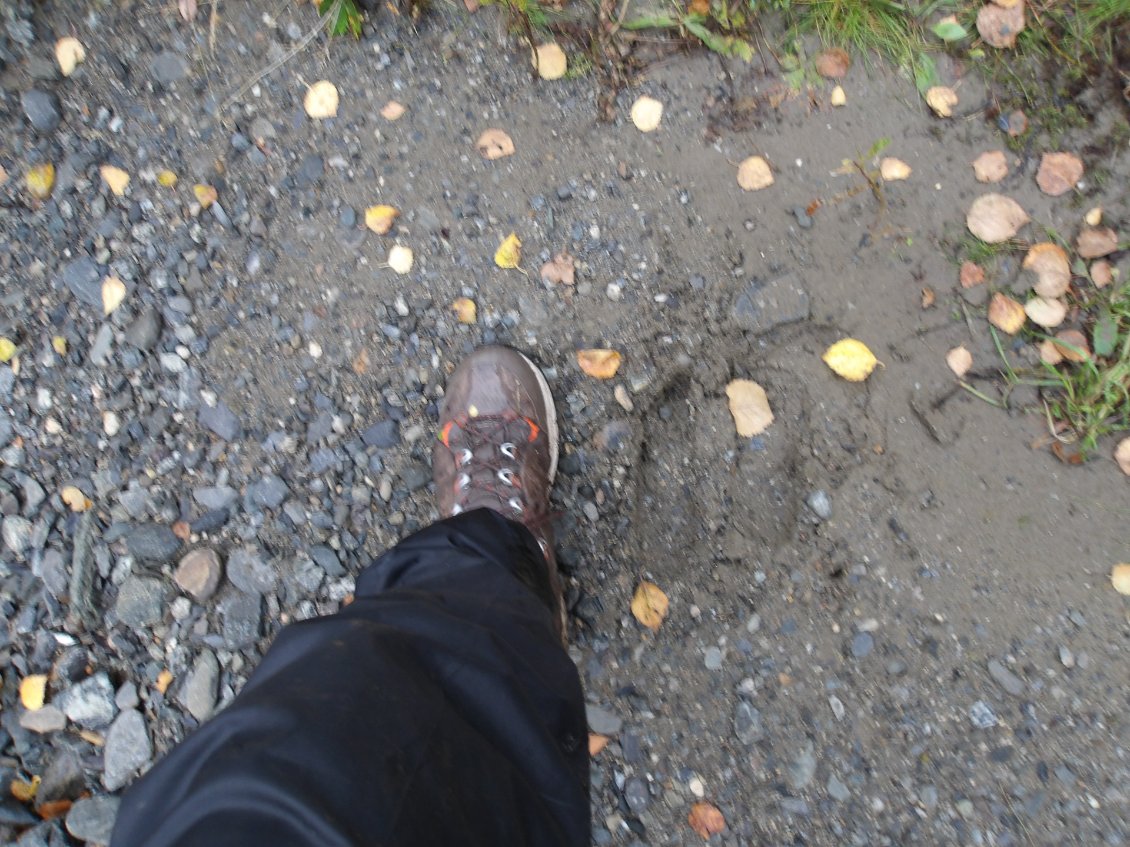 Une empreinte du ruminant aux bois aplatis, Élan (Älg) en Europe ou Orignal en Amérique du Nord, "the moose"