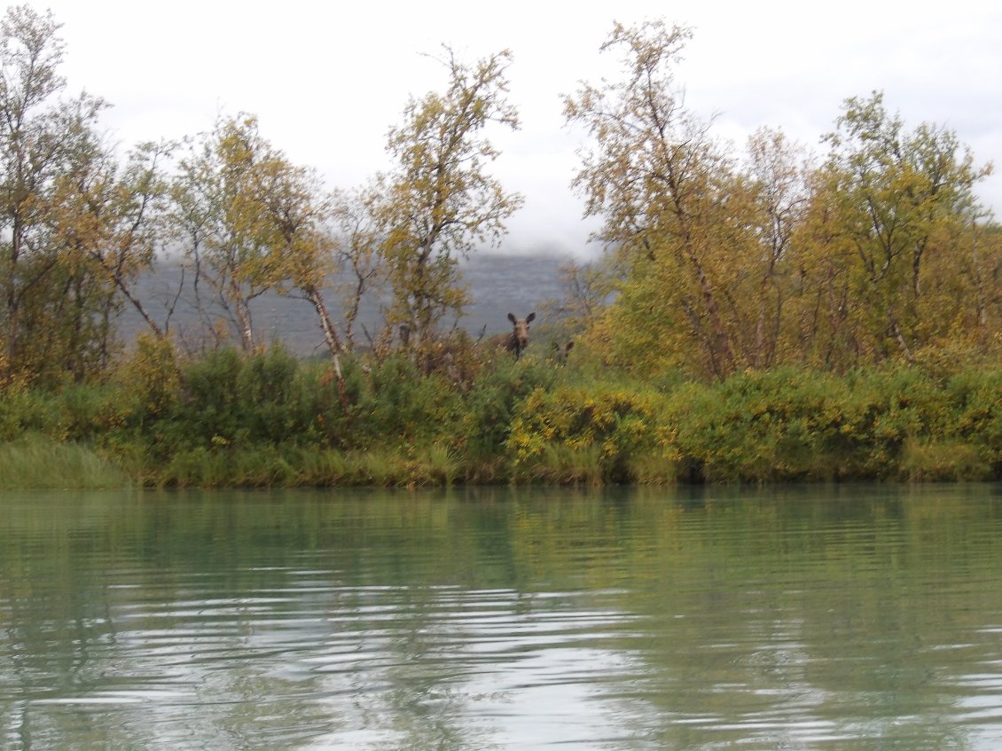 Femelle moose avec son petit, pas trop apeurés pour l’instant !