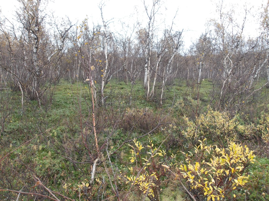 Hors sentier en forêt, il est difficile de s'orienter