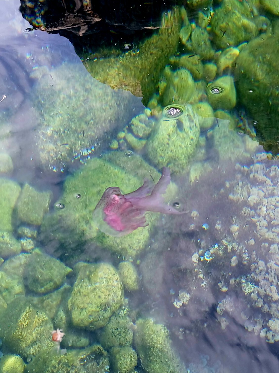 Méduse pélagique (Pelagia noctiluca)