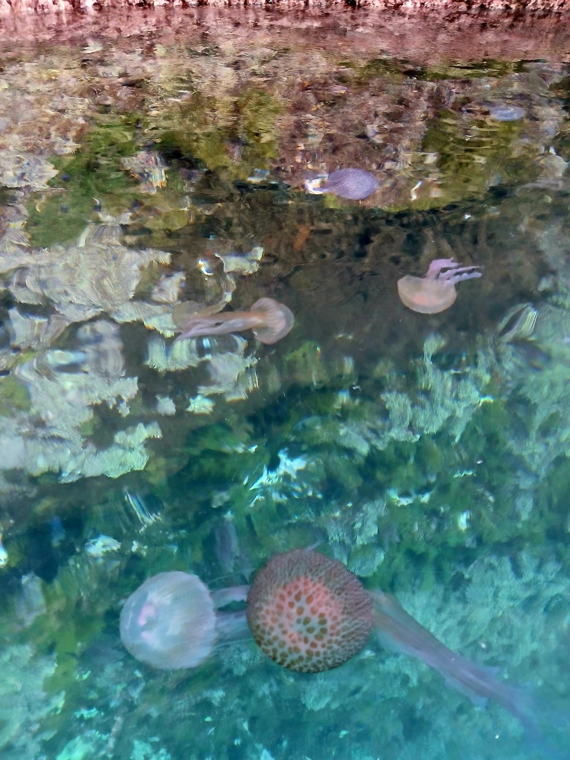 Méduse pélagique (Pelagia noctiluca)