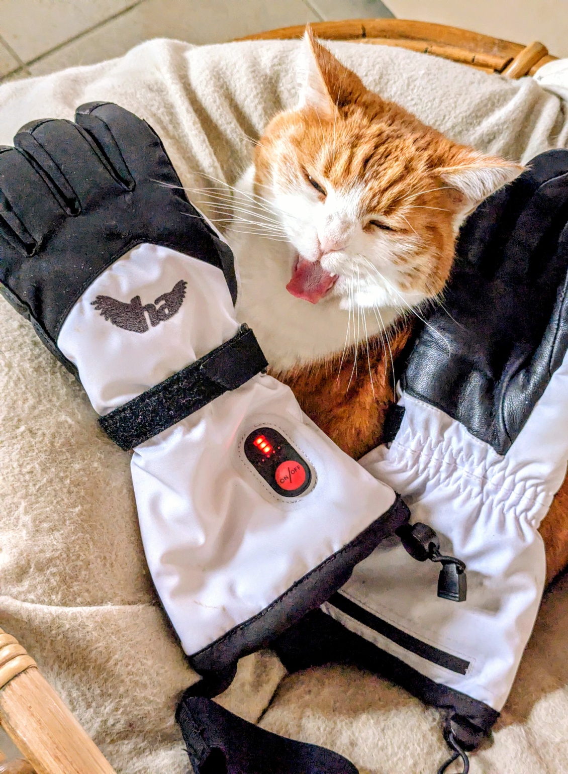 La mascotte crève de chaud 🥵😂