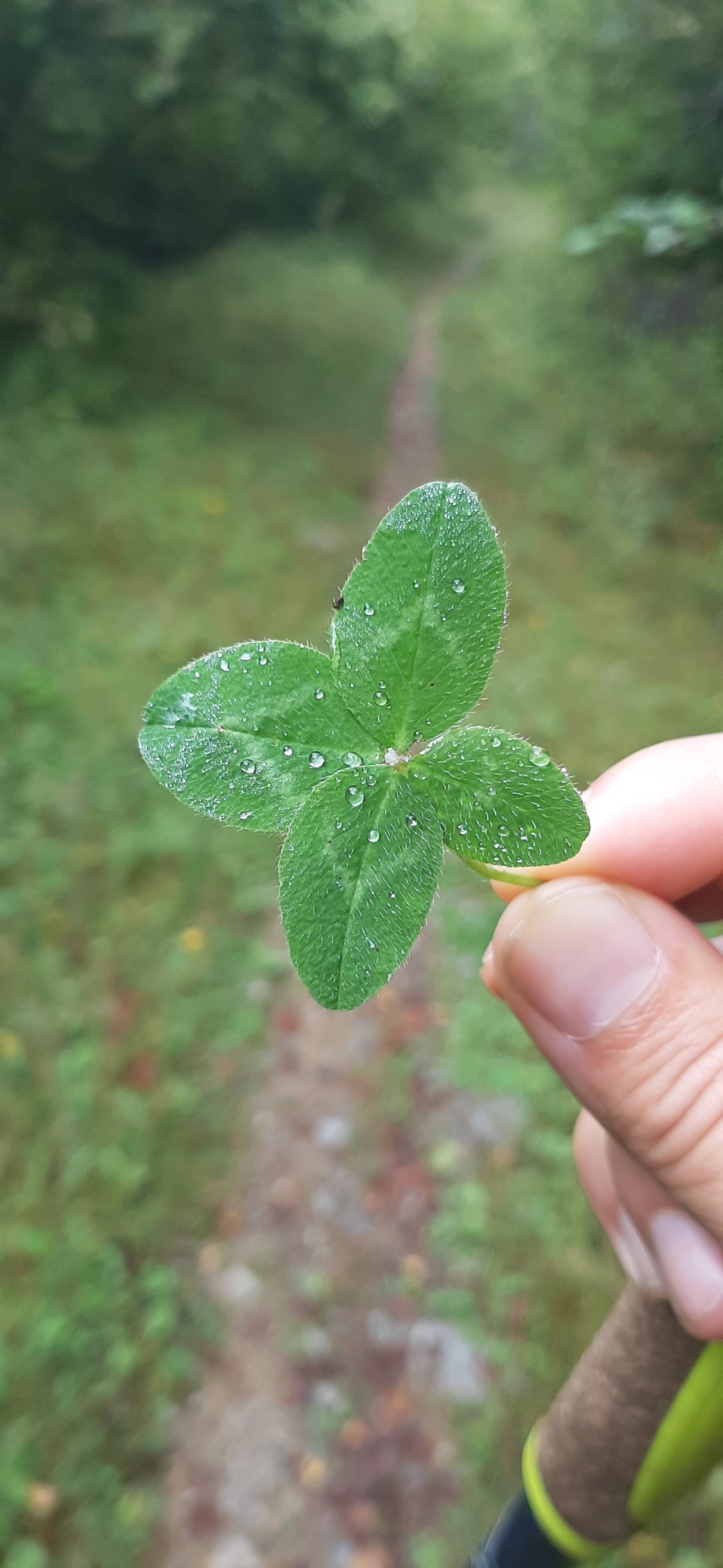 Ma spécialité: trouver des trèfles à 4 feuilles en marchant.