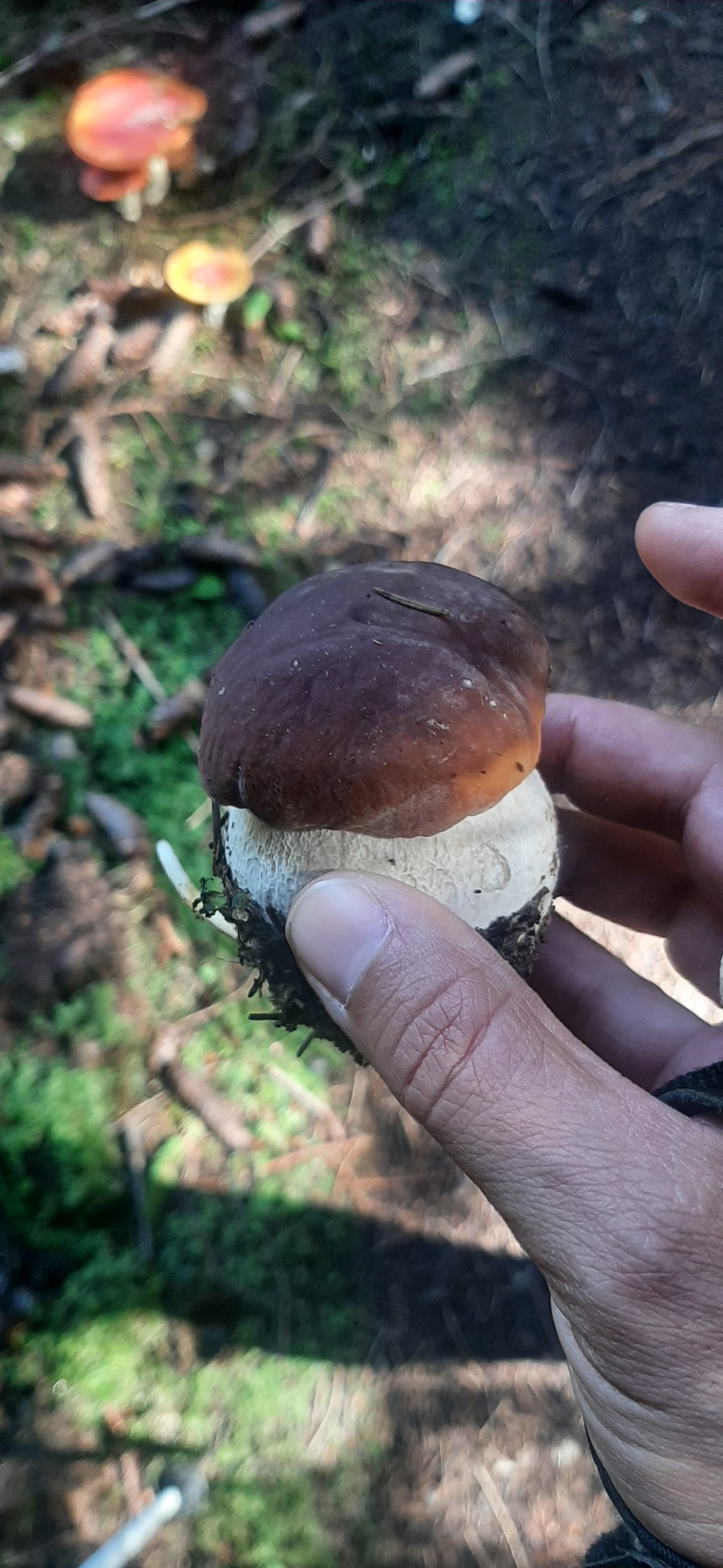 des champignons qui se trouvent en marchant