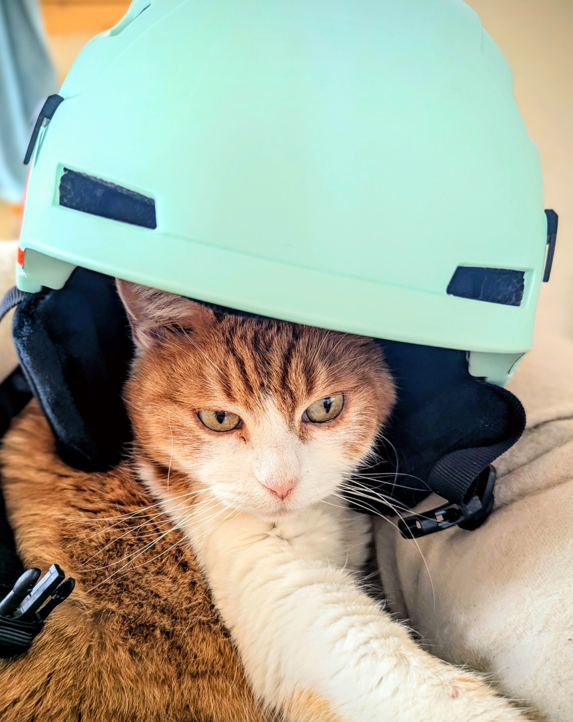 Il s'adapte à toutes les têtes !