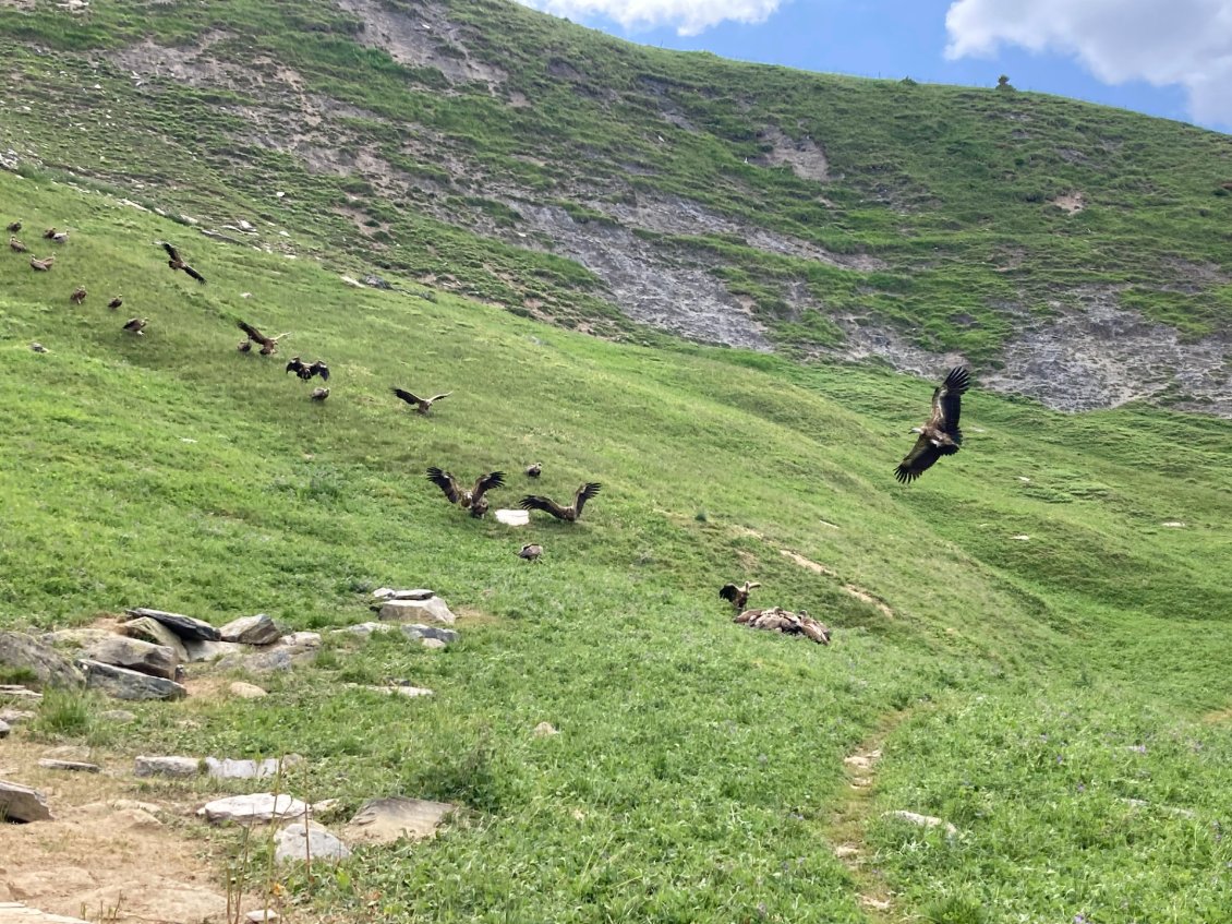 Vautours au col du Glandon