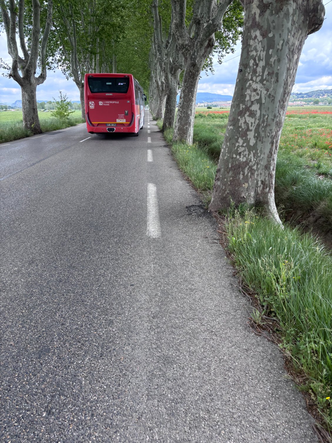 les arbres sont près, les bus aussi