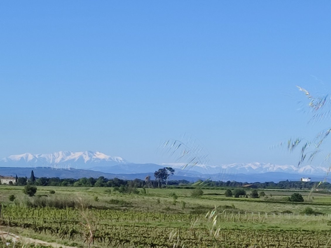 Encore et toujours le Canigou