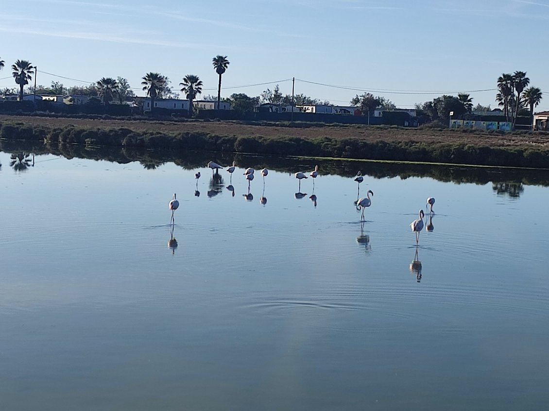 Des flamants roses !!!
