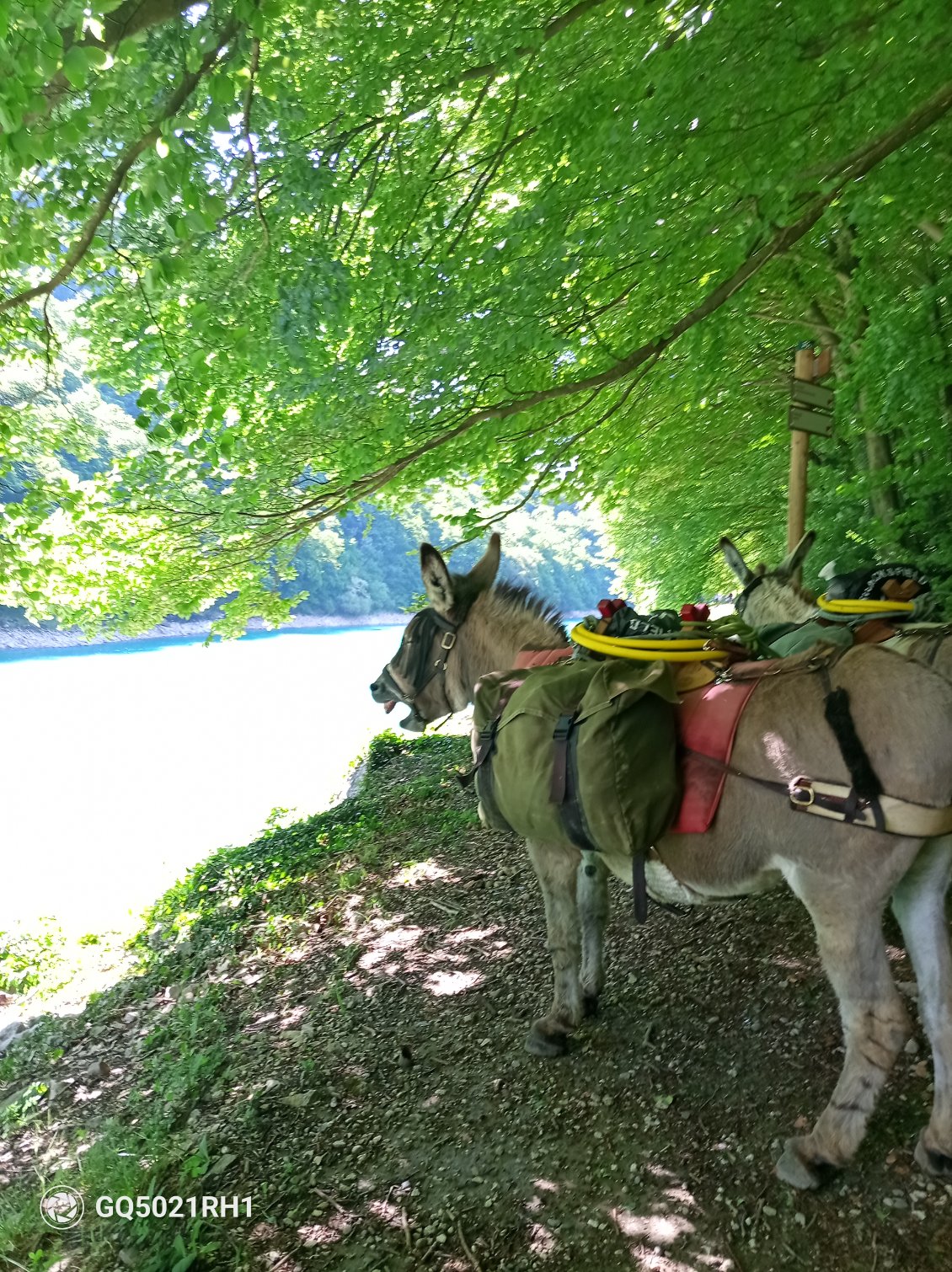 Vanille semble avoir envie de faire la sieste au bord de l'eau