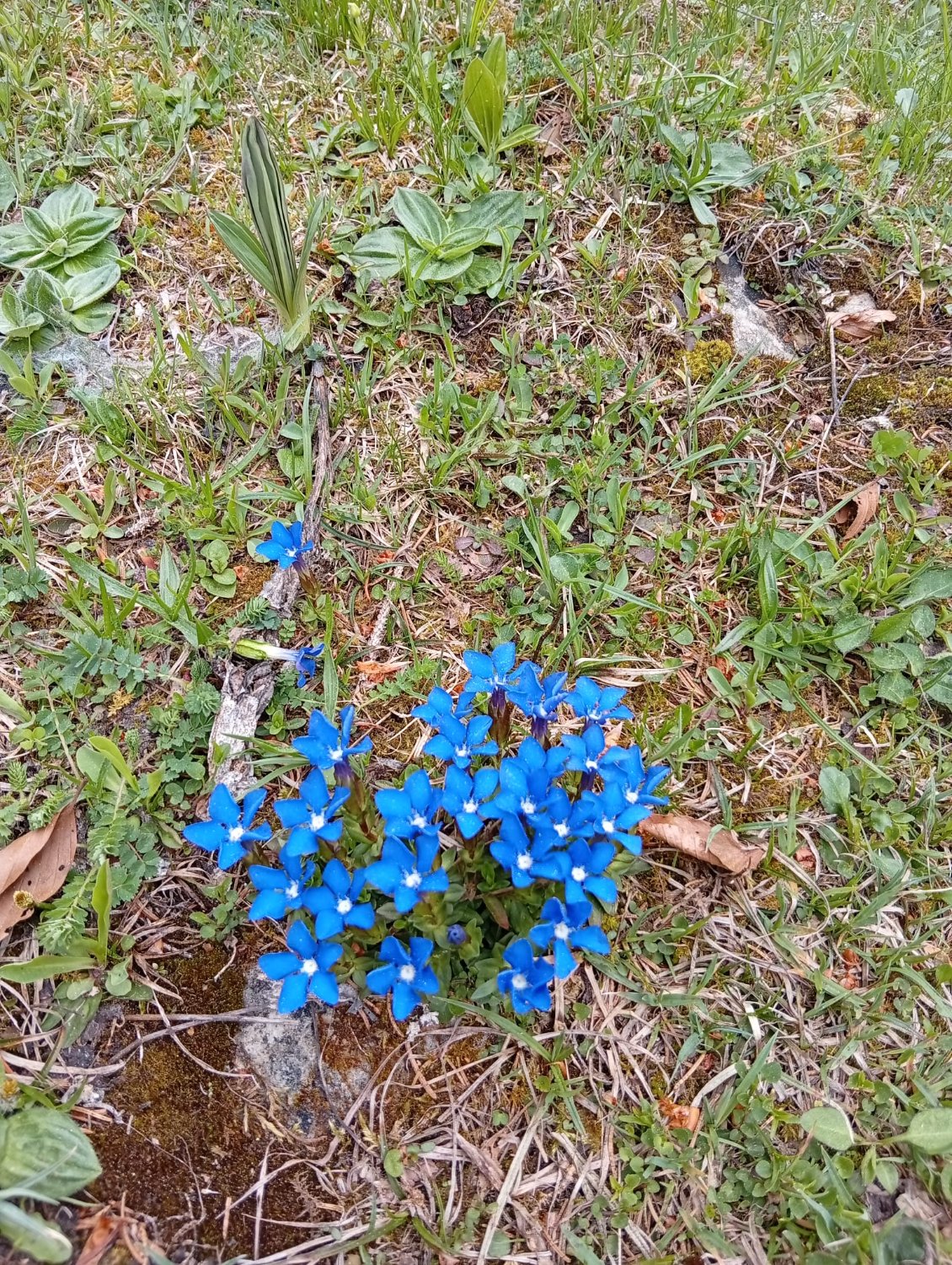 C'est le printemps pour les gentianes