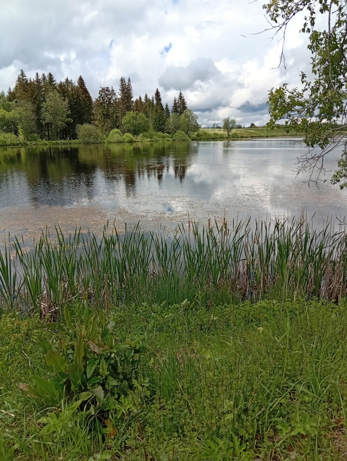 Étang du Moulin à Frasne