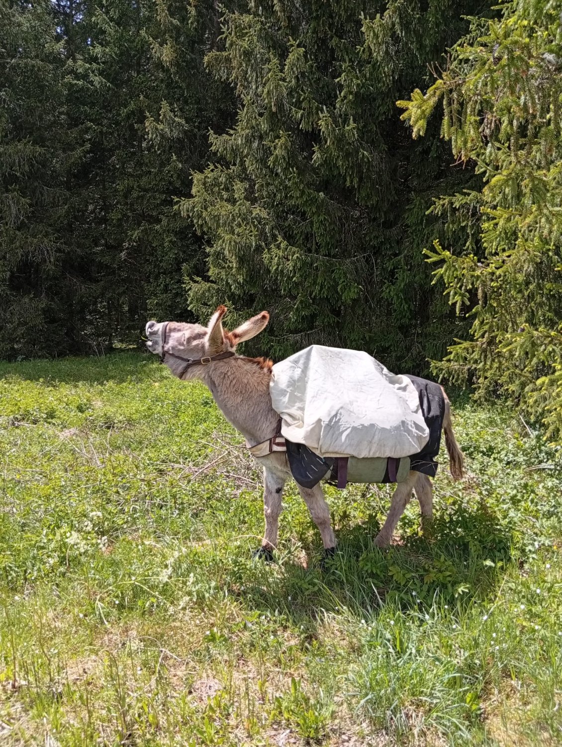 C'est la période des chaleurs de Vanille. Pépito est amoureux
